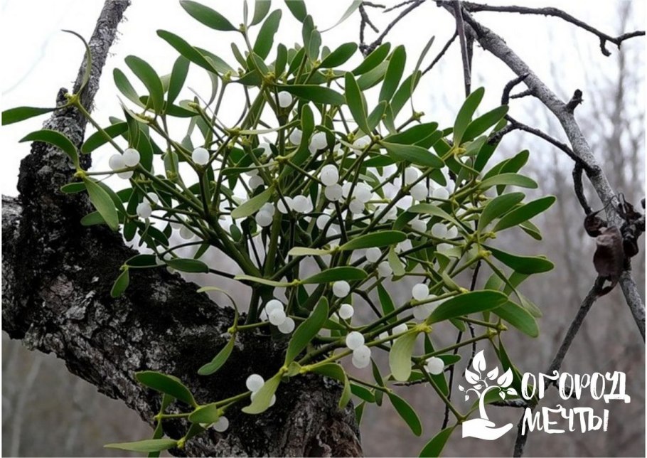 Омела белая растение