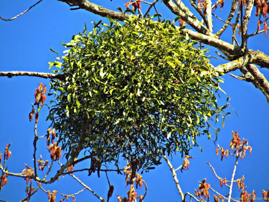 Омела растение паразит