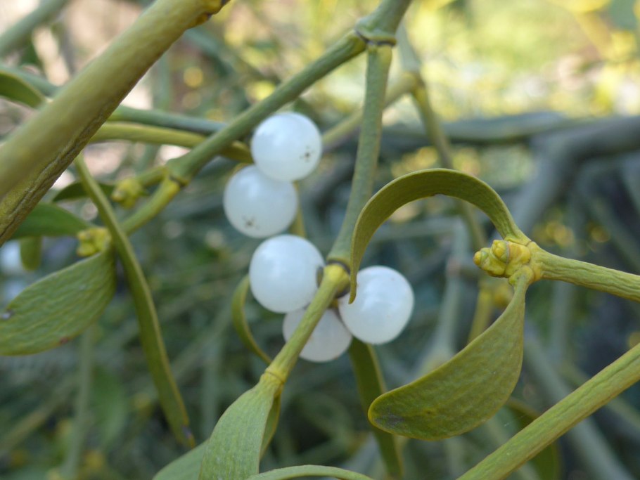 Омела растение паразит