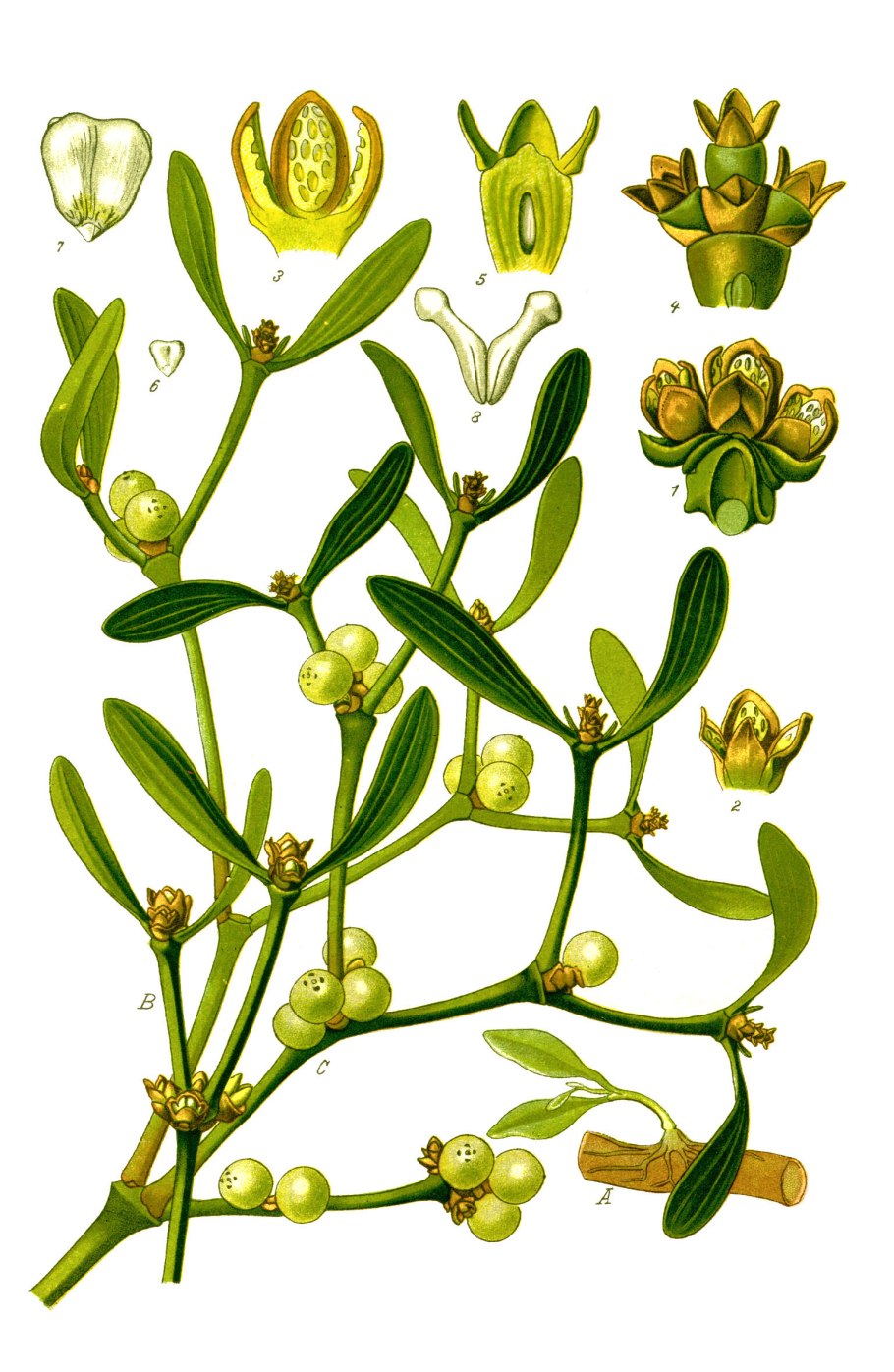 Омела ивная