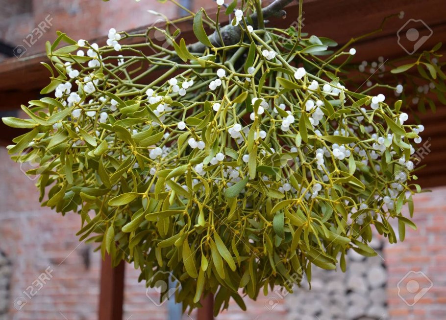 Ягоды омелы белой