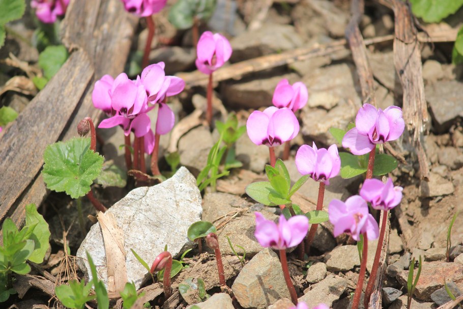Coum цикламен (Cyclamen)