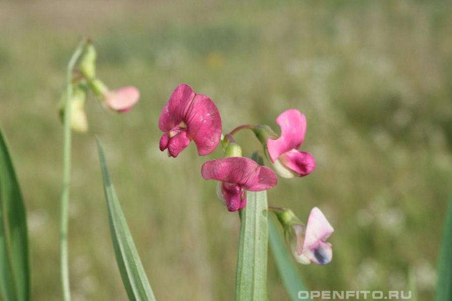 Горошек мышиный (Vicia cracca l.)