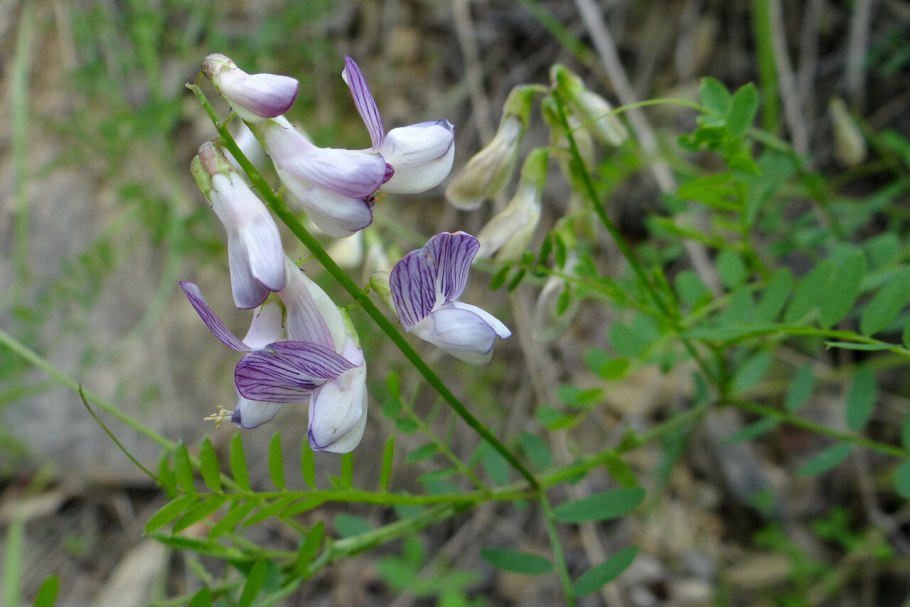 Мышиный горошек Лесной