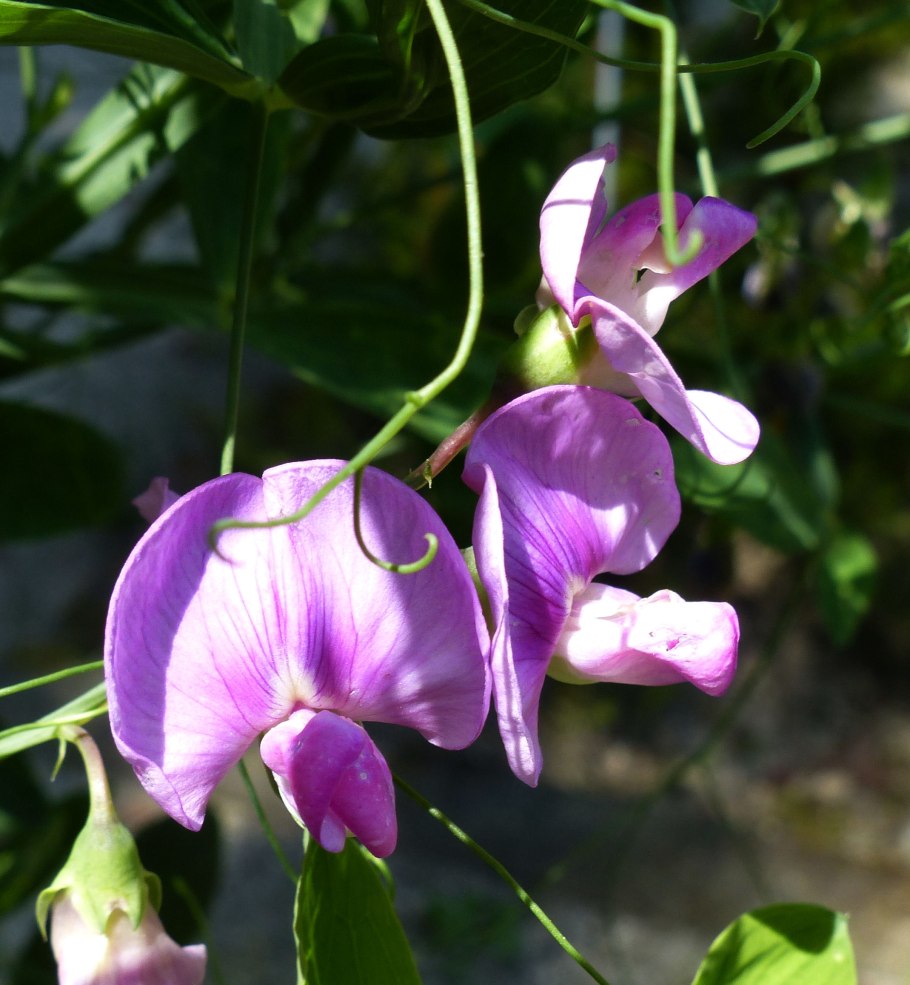 Чина (Lathyrus)