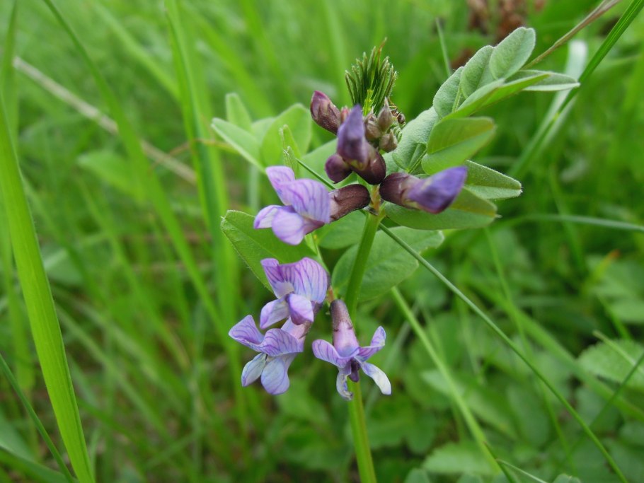 Луговой душистый горошек