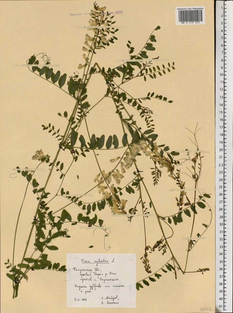 Мышиный горошек (vicia cracca) гербарий