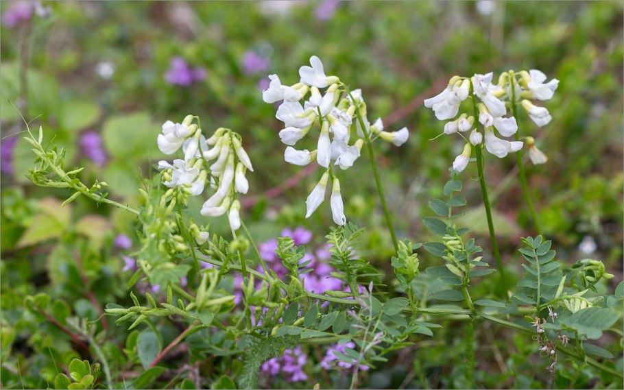 Чина Луговая мышиный горошек