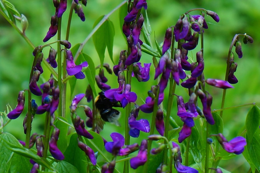 Вика Лесная горошек Лесной