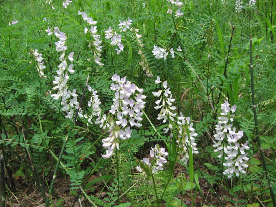 Горошек Лесной Плантариум