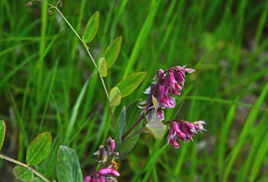 Lathyrus pisiformis
