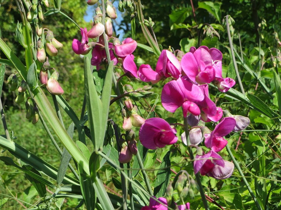 Горошек Лесной рисунок