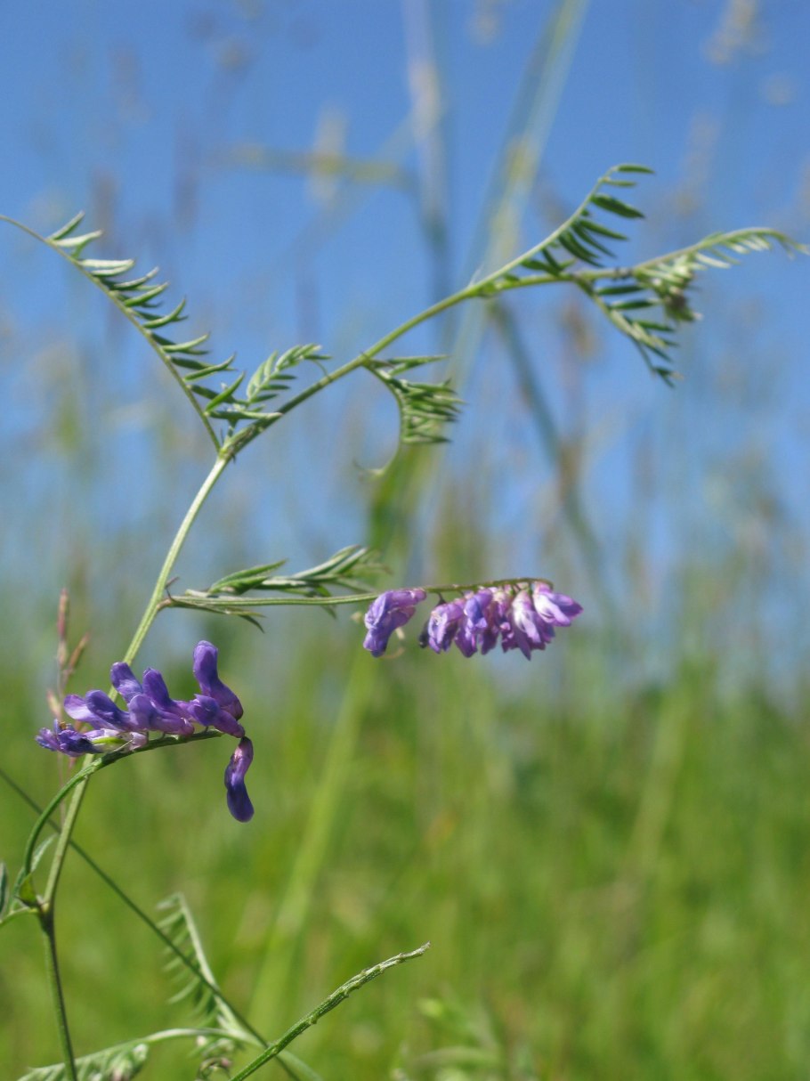 Горох ранний