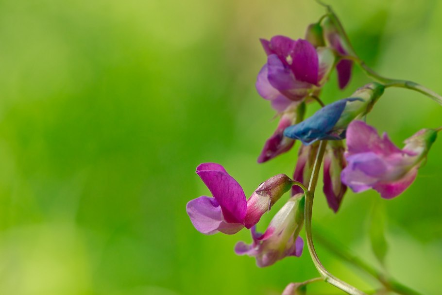 Чина Лесная Lathyrus Sylvestris