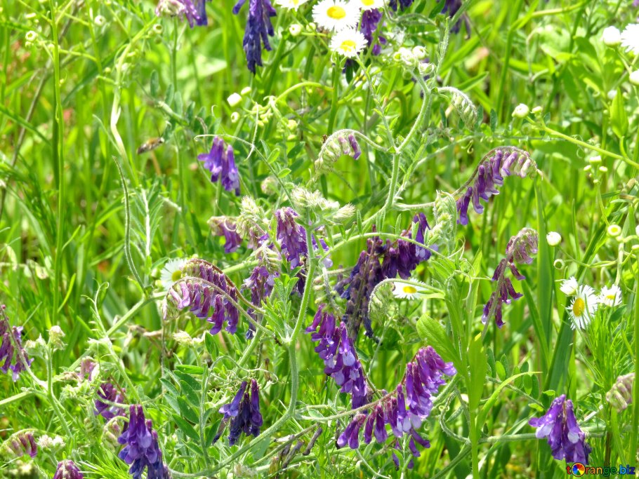 Сухой горох растения