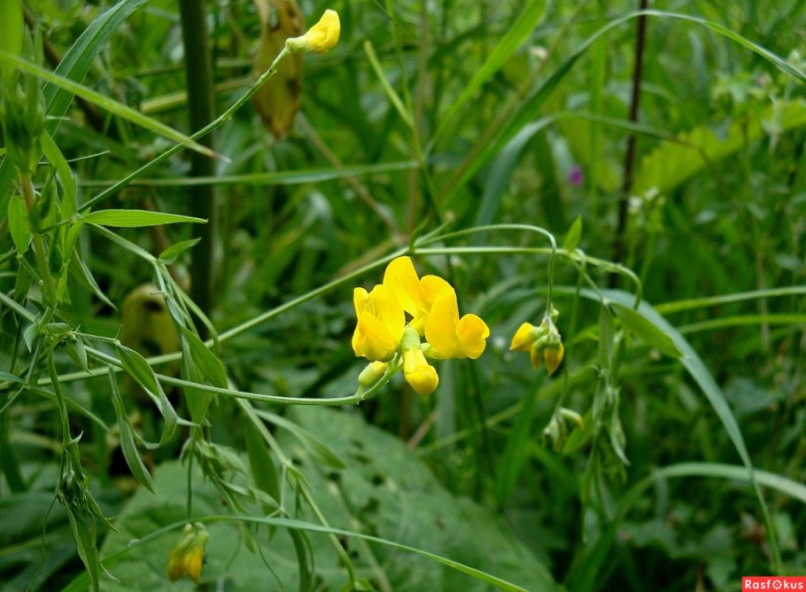 Горошек Цветущий Лесной