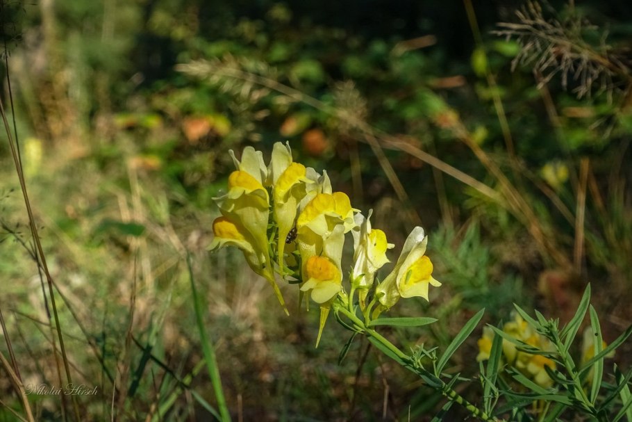 Чина Гмелина пестик