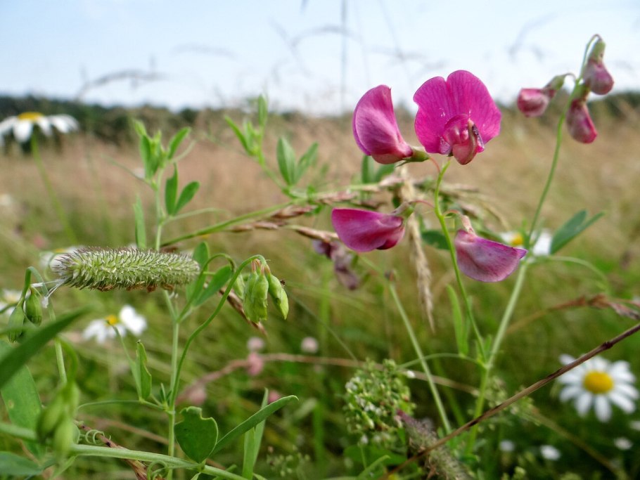 Вика Лесная фото