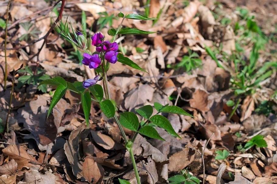 Вика Лесная горошек Лесной