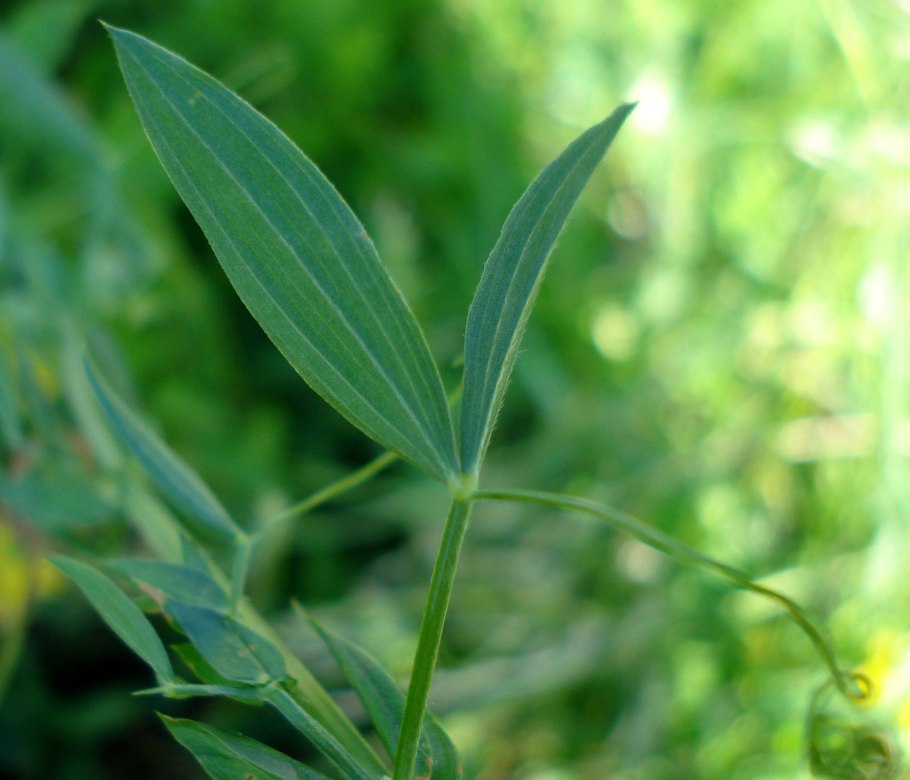 Вика Лесная горошек Лесной