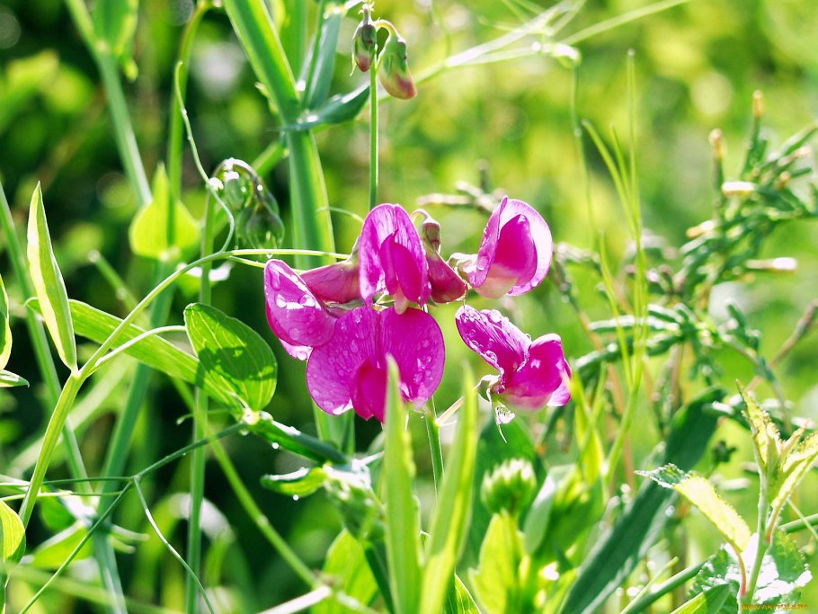 Акация мышиный горох