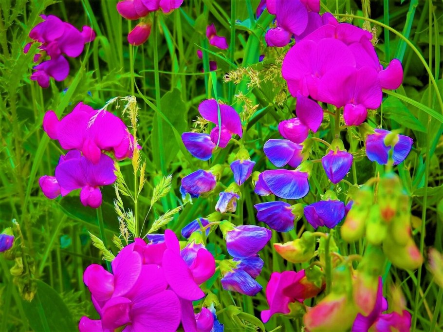 Горошек Лесной гербарий