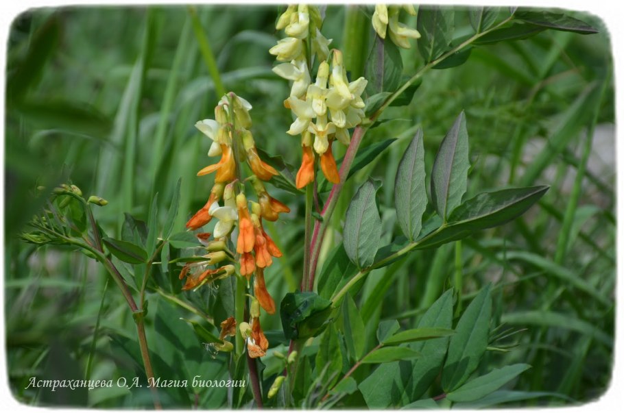 Чина Весенняя сочевичник