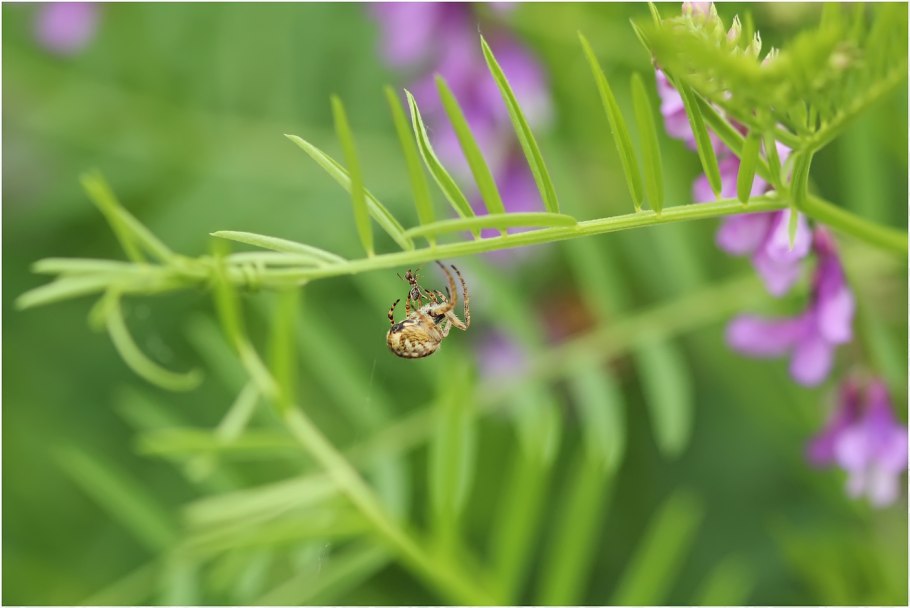 Акация мышиный горох