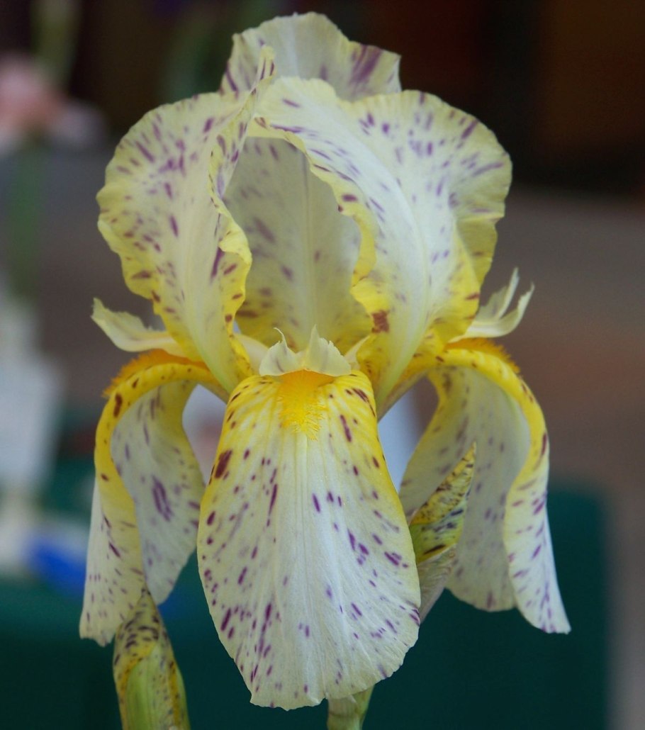 Антонина-лето