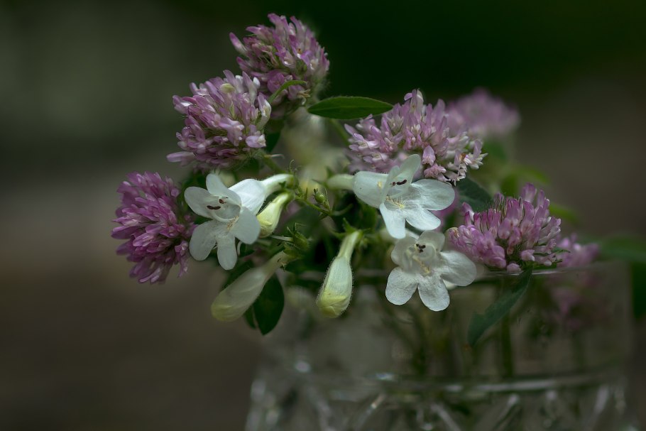 Рябчик Императорский в России