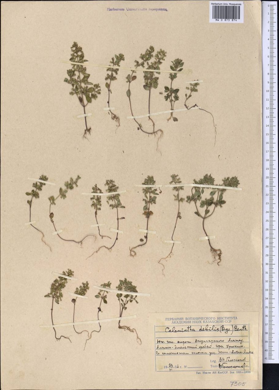 Май Цветущий Яблоневый сад