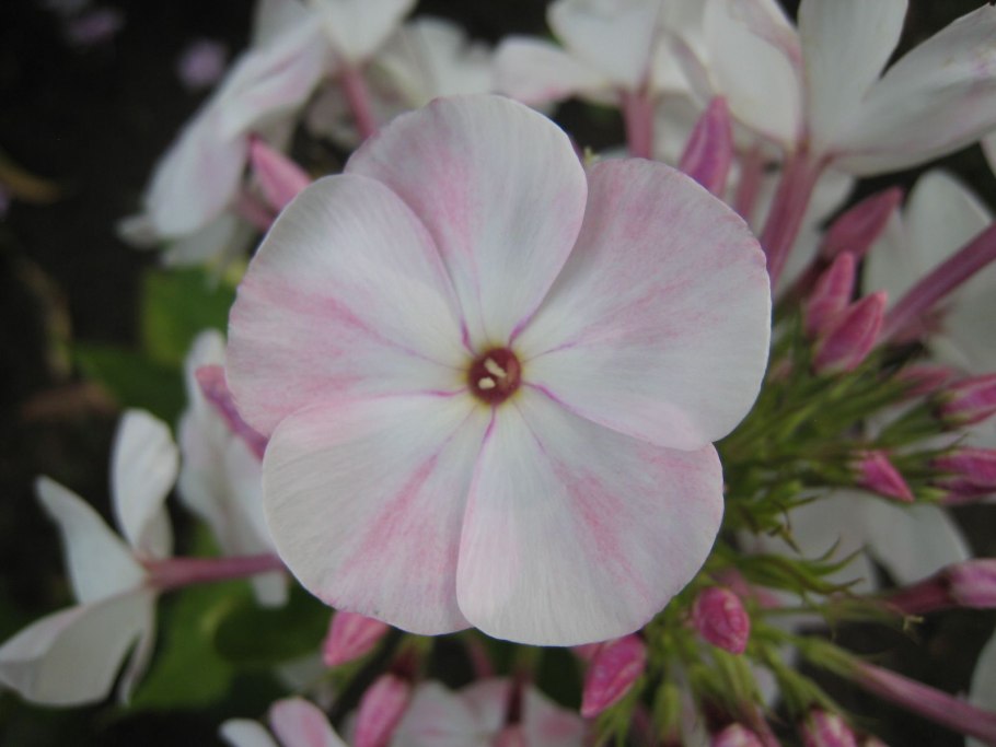 Кривичанина живопись