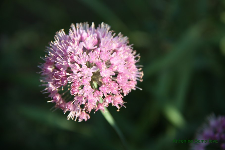 Цветы у Антонины Услоне
