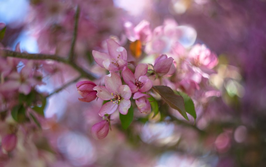 Антонина Мельниченко официальный сайт