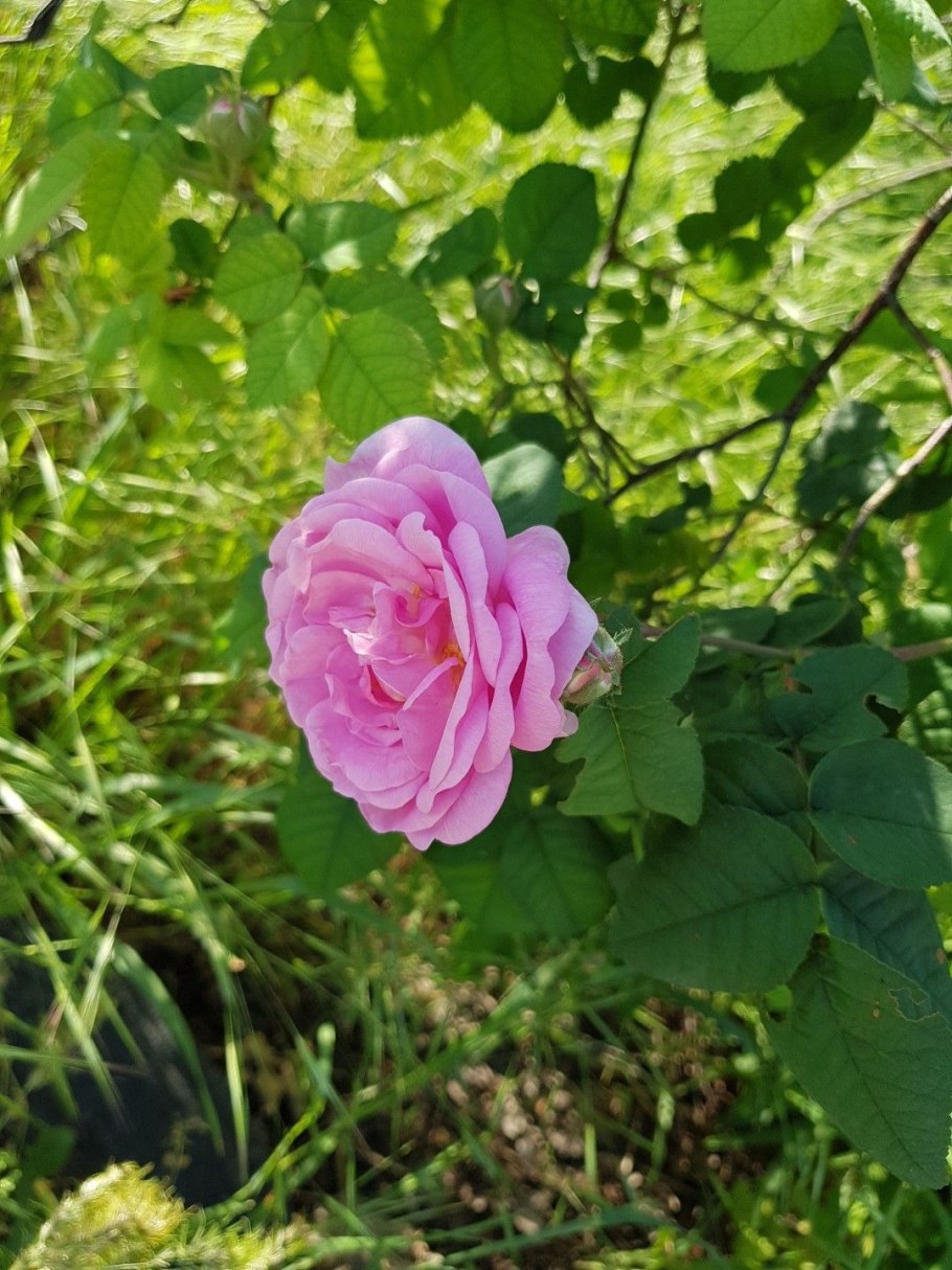 Примула цветок