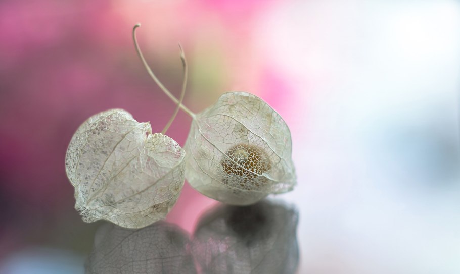 Курортница цветы фото