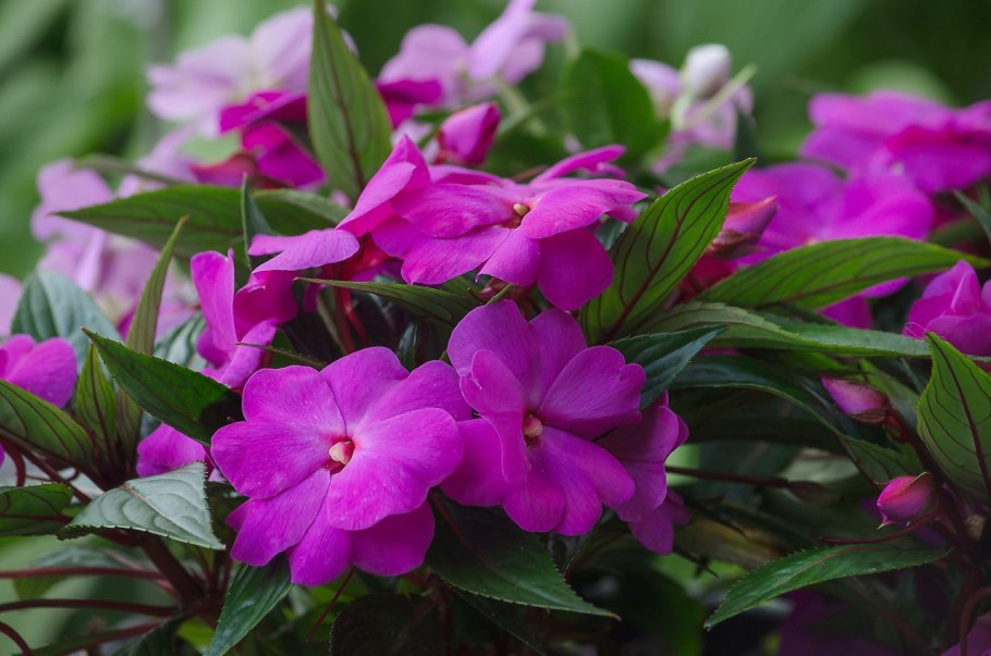 Красная Антонина цветок