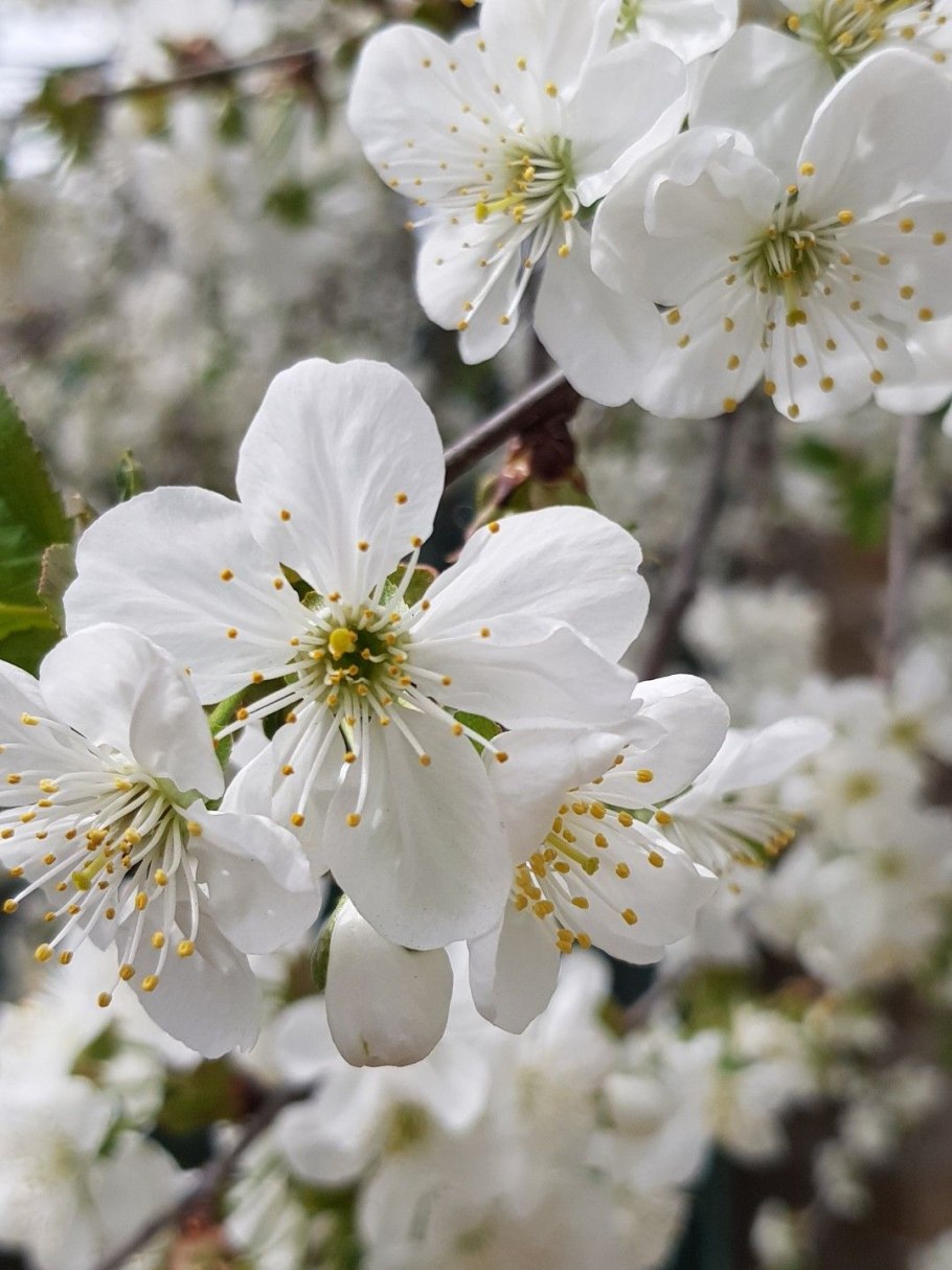 Цветущее дерево вишни