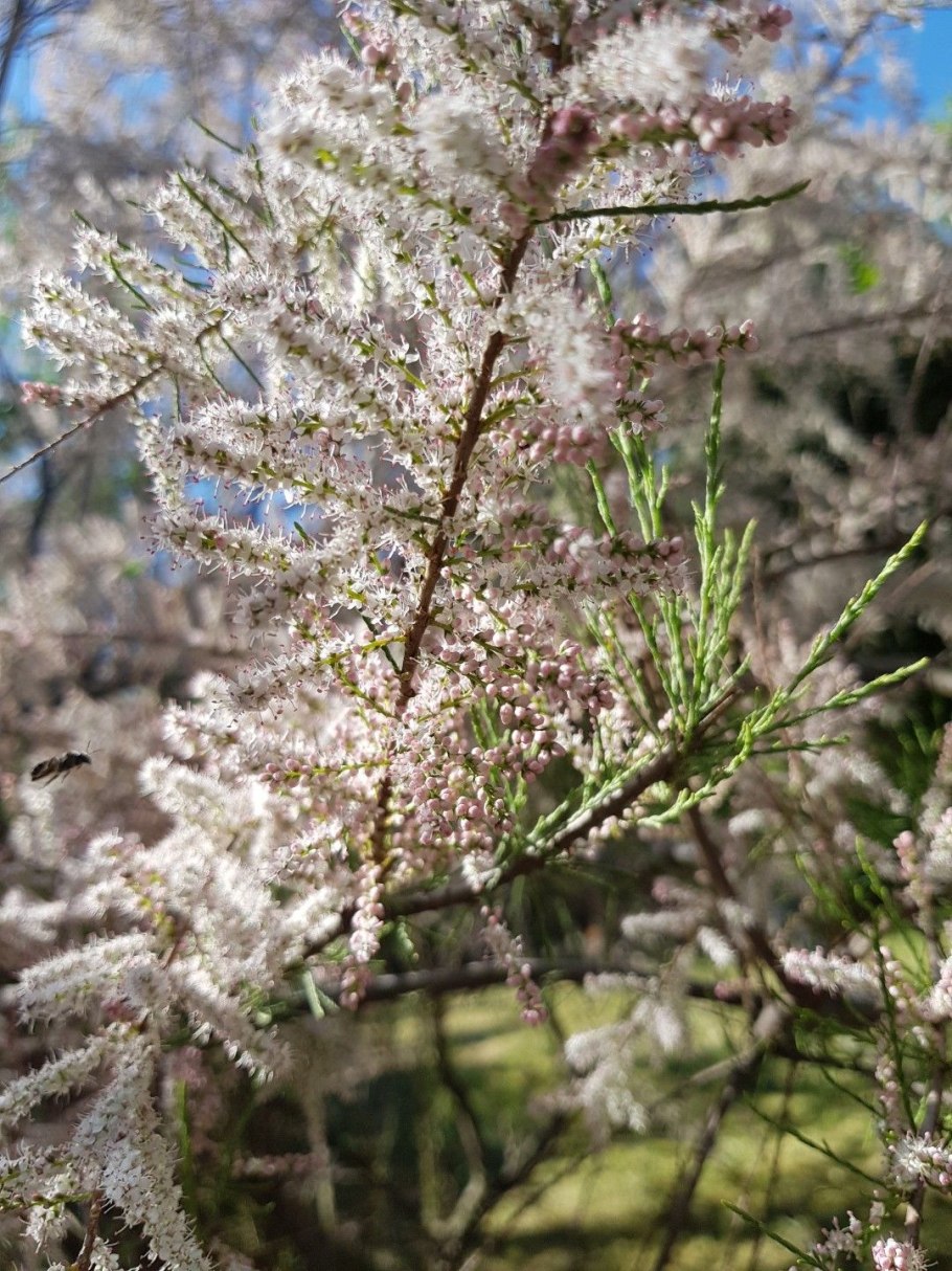 «Бобöнянь кöр» / «вкус цветущего клевера» Нина Куратова
