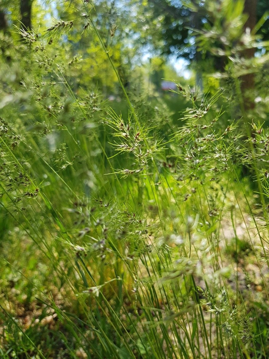 Полевица тонкая обыкновенная