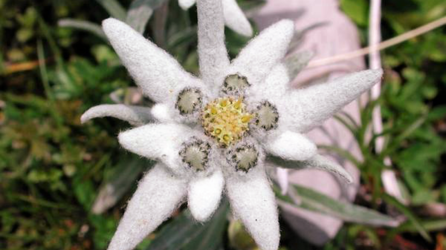 Лето из Булето