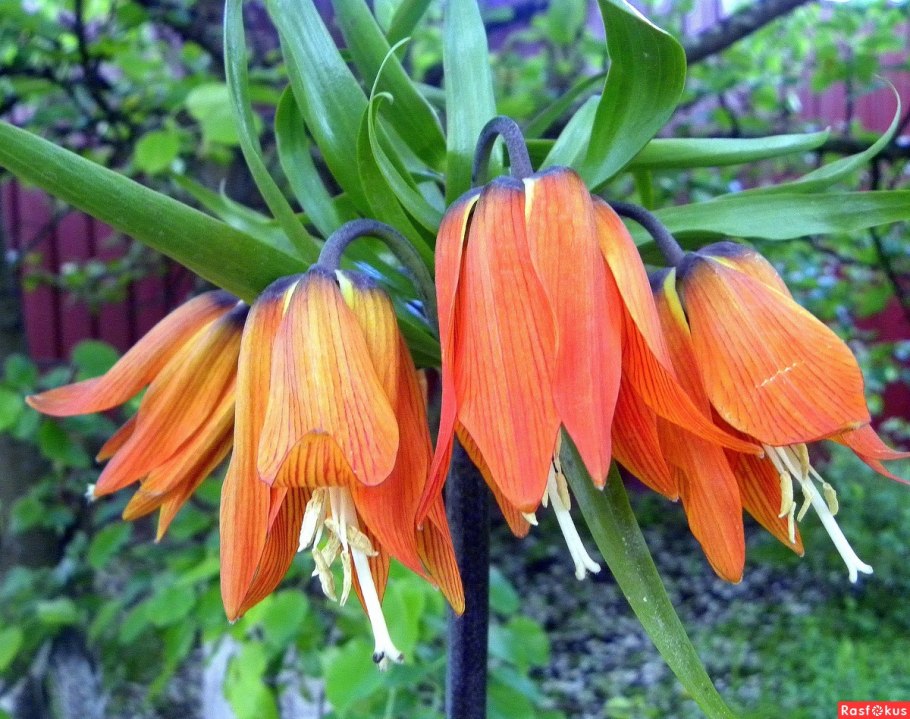 Флокс Бутоник