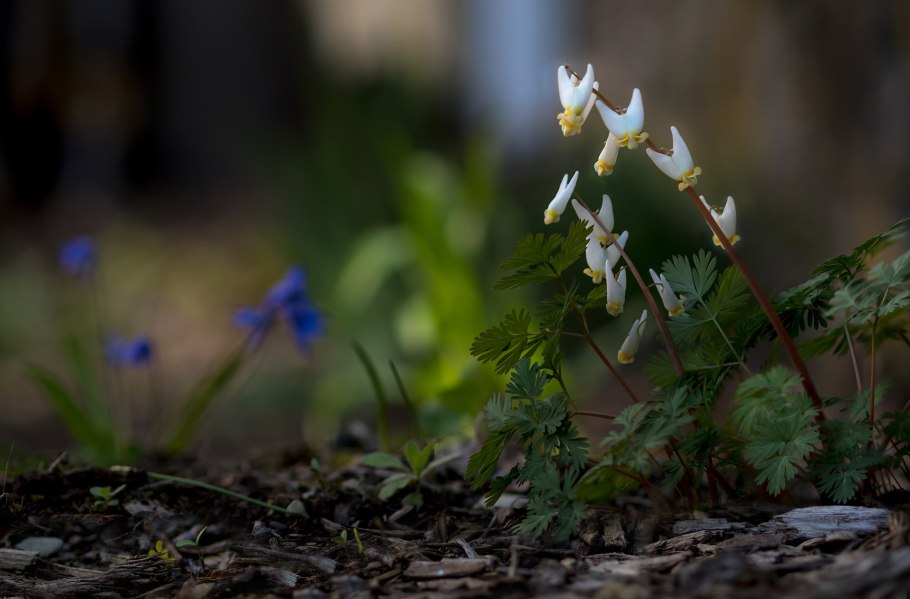 Цветок Антонина