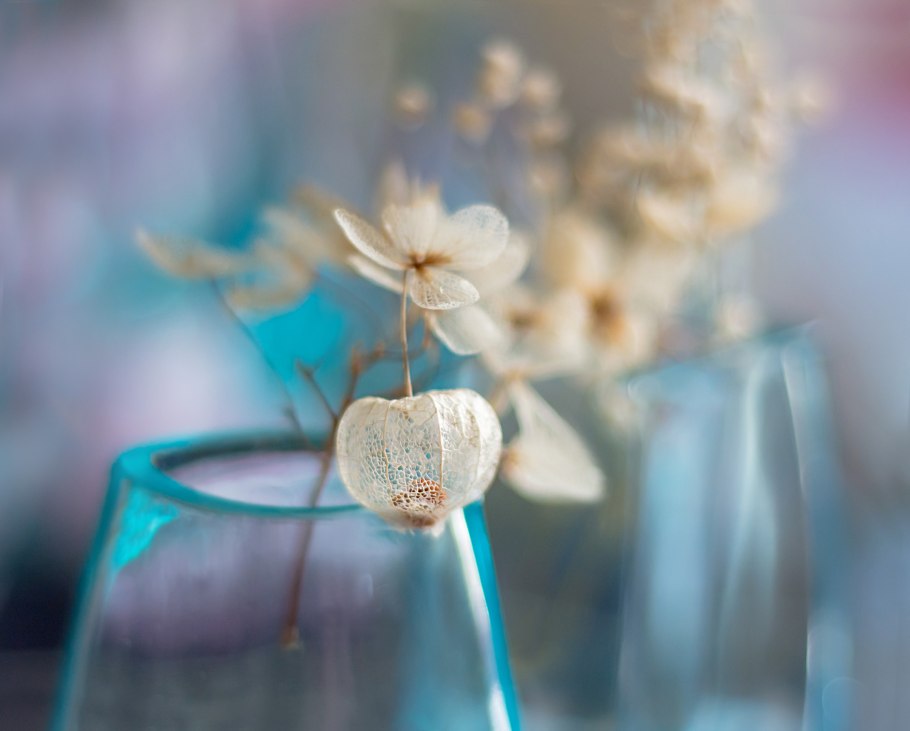 Флокс метельчатый Кирмеслендер