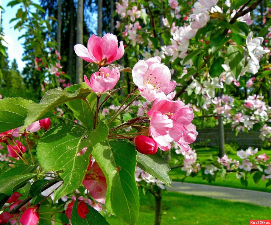 Физалис Макросъемка