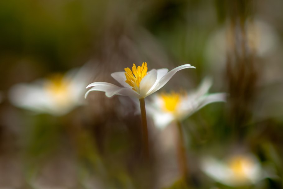 Антонина слабая растение