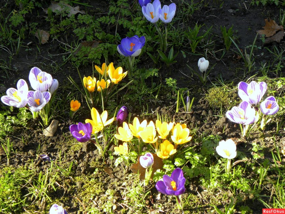 Магнолия цитаты