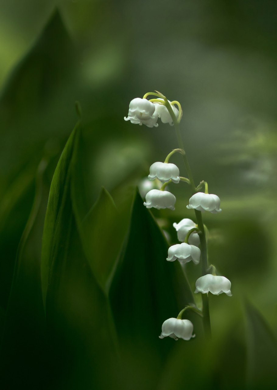 На цветке сидит цветок