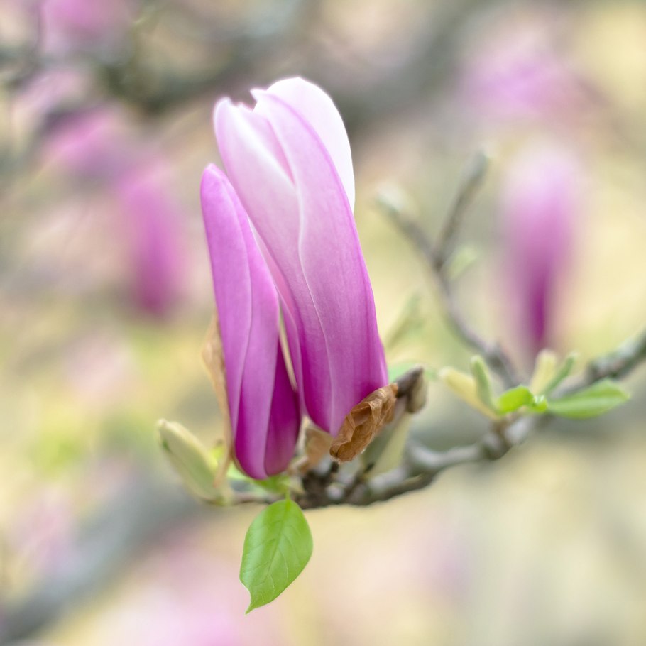 Клевер четырехлистный Божья коровка