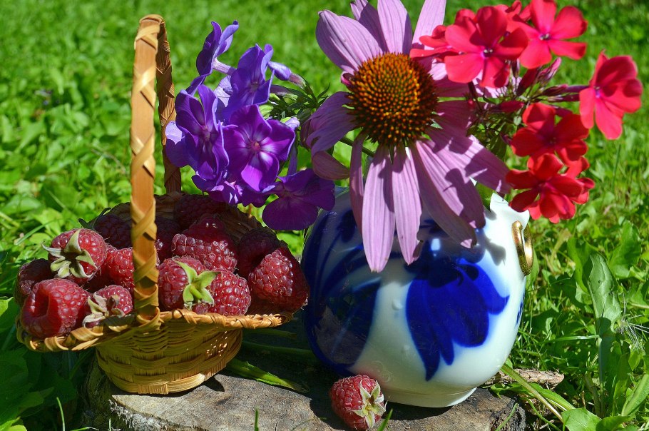 Растение Сувак кавказский Википедия